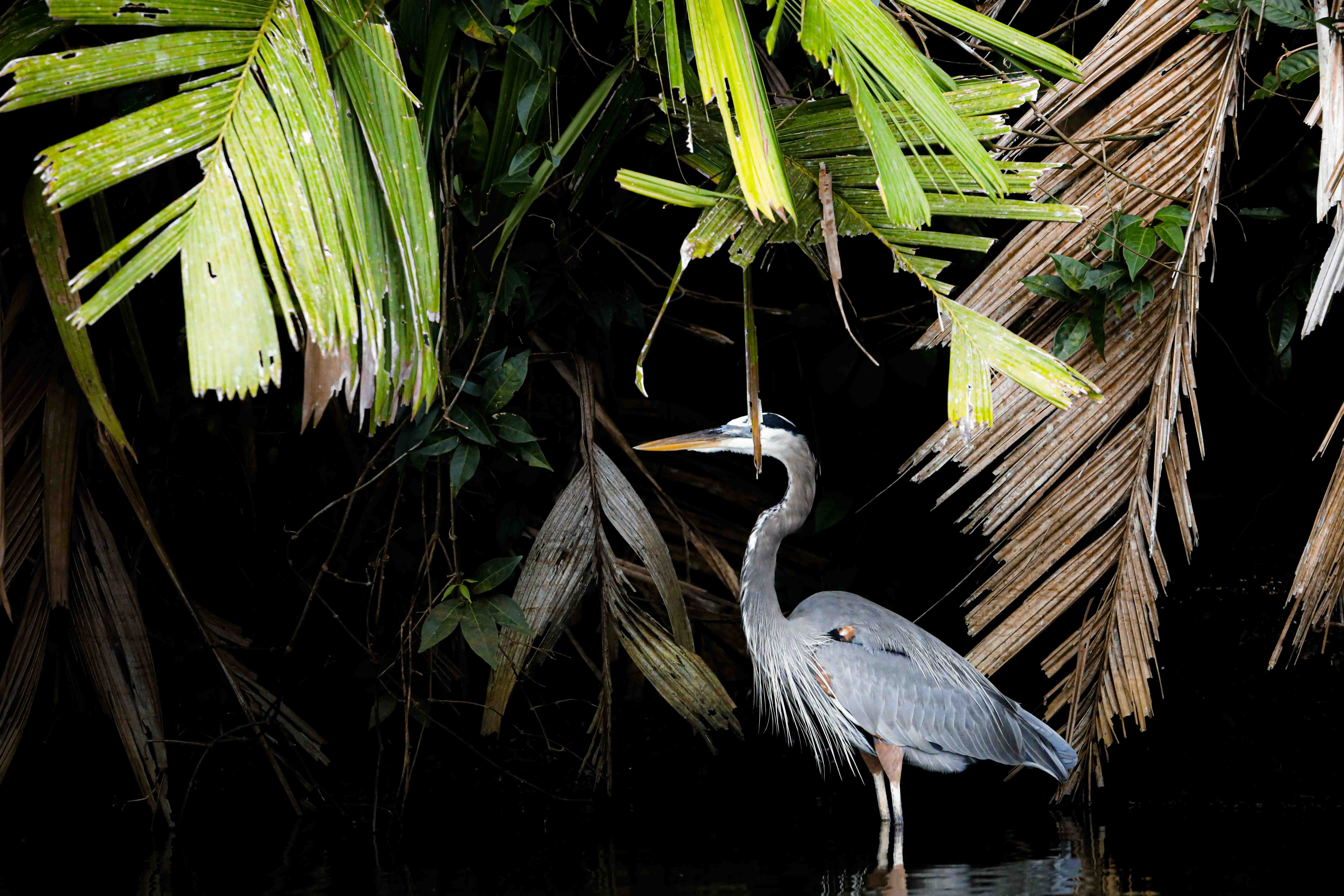 Tortuguero, Costa Rica, 2022